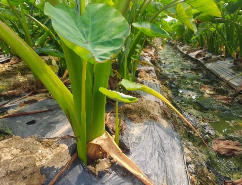 湛江荔浦芋头、货源充足、量大质优.视频看货