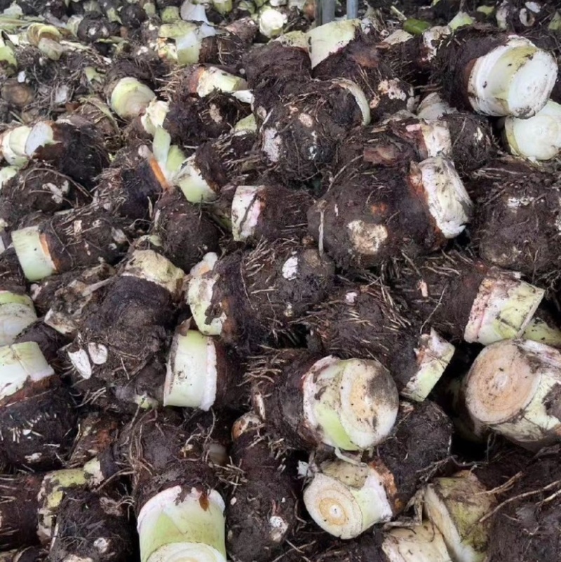 湛江荔浦芋头、货源充足、量大质优.视频看货
