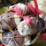 湛江荔浦芋头、货源充足、量大质优.视频看货