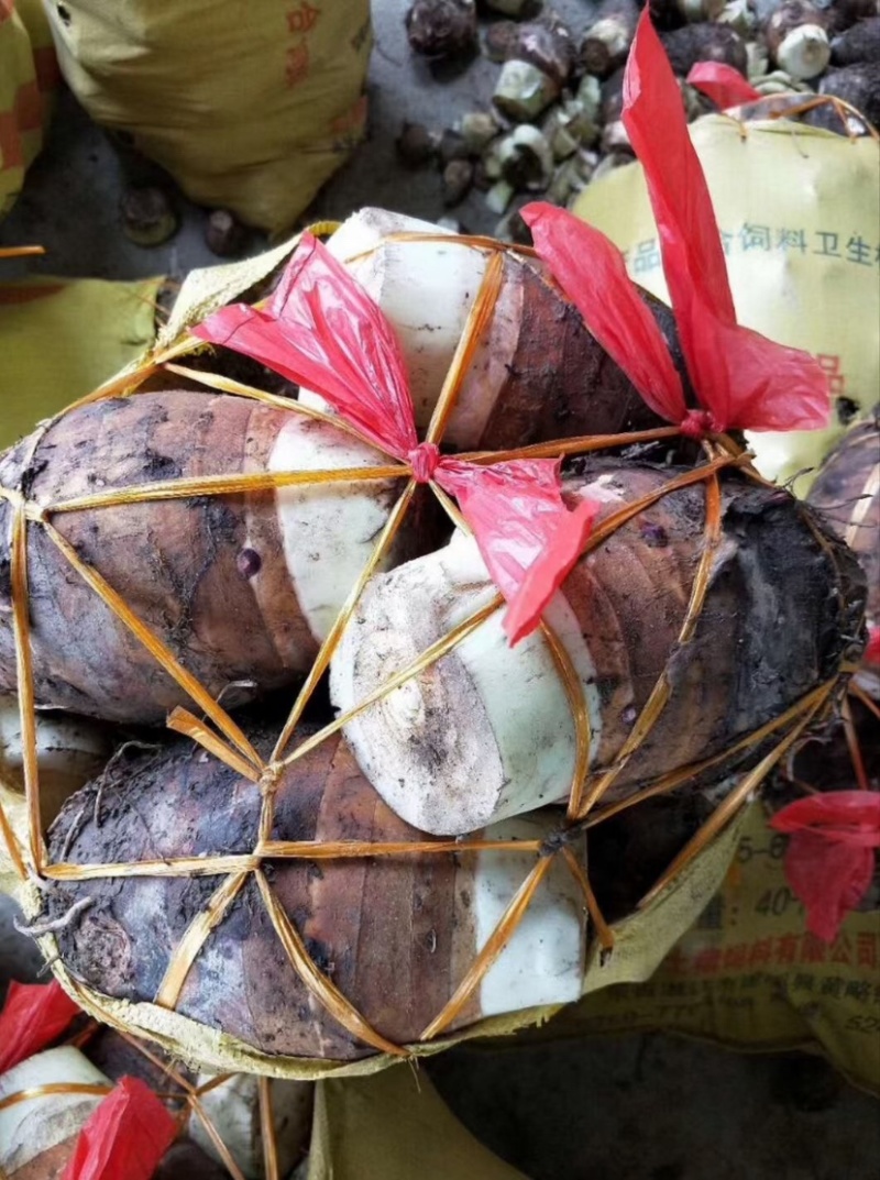 湛江荔浦芋头、货源充足、量大质优.视频看货