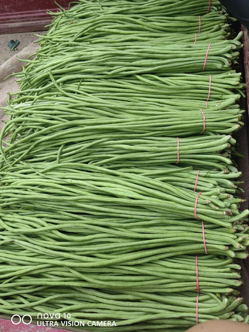 精品长豆角大量，欢迎来老板采购！