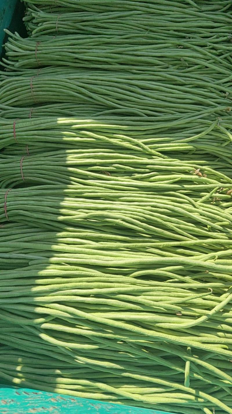 精品长豆角大量，欢迎来老板采购！