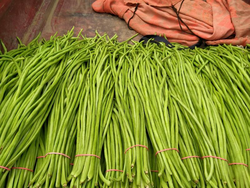 精品长豆角大量，欢迎来老板采购！