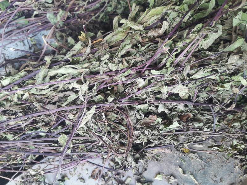 薄荷，四川野生红杆薄荷，选杂切段，叶多香味浓郁