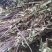薄荷，四川野生红杆薄荷，选杂切段，叶多香味浓郁