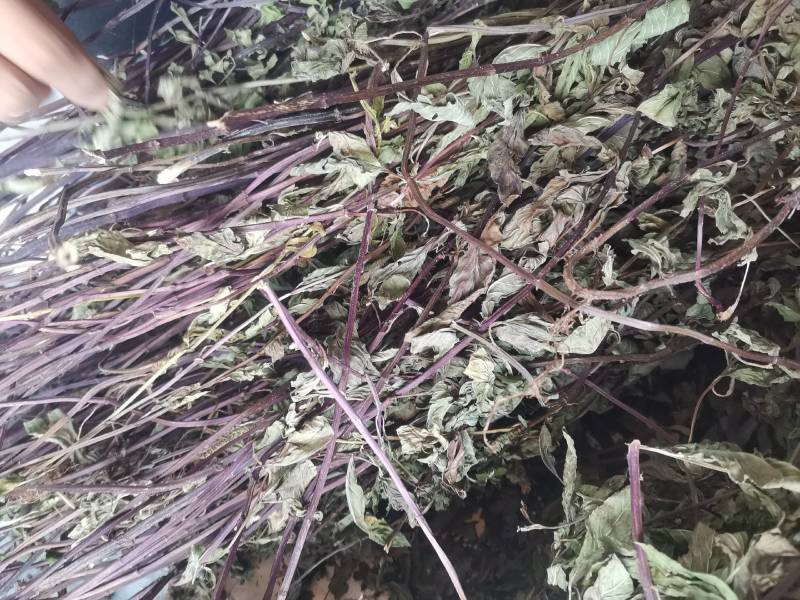 薄荷，四川野生红杆薄荷，选杂切段，叶多香味浓郁