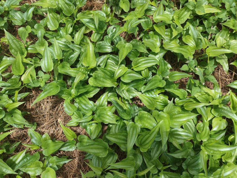 【热门】百部苗高产紫花货源充足云南高山低价批发可视频