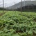【热门】百部苗高产紫花货源充足云南高山低价批发可视频