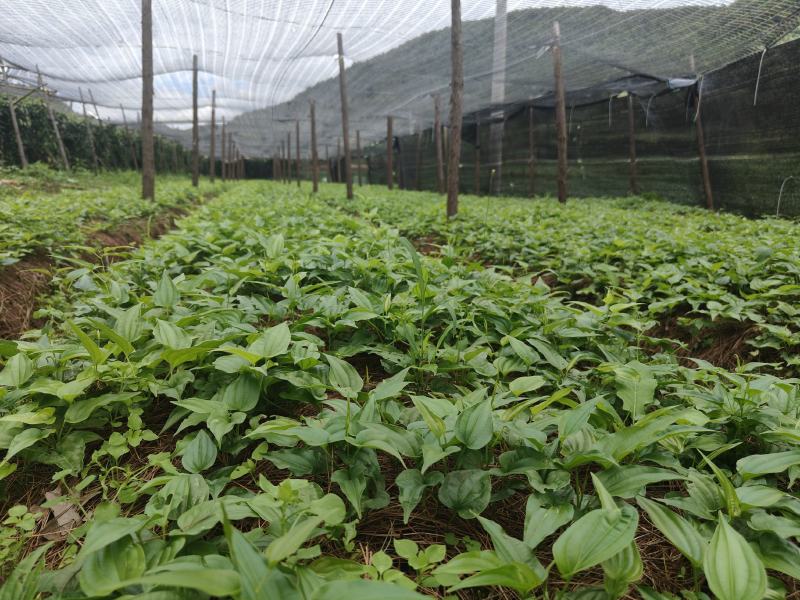 【热门】百部苗高产紫花货源充足云南高山低价批发可视频