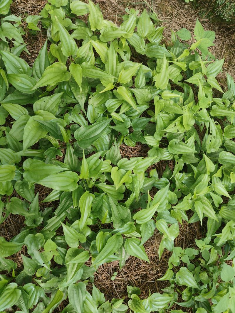 【热门】百部苗高产紫花货源充足云南高山低价批发可视频