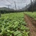 【热门】百部苗高产紫花货源充足云南高山低价批发可视频