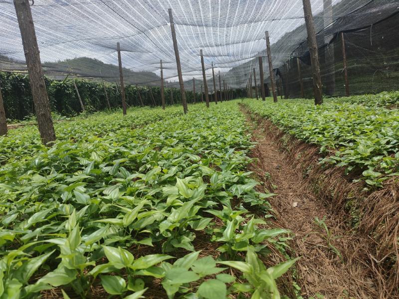 【热门】百部苗高产紫花货源充足云南高山低价批发可视频