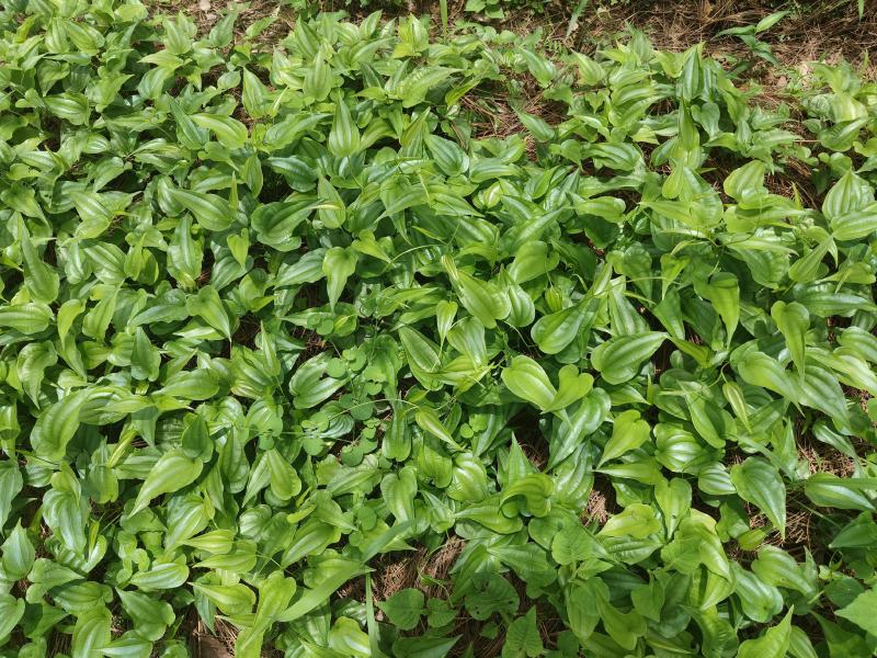 【热门】百部苗高产紫花货源充足云南高山低价批发可视频