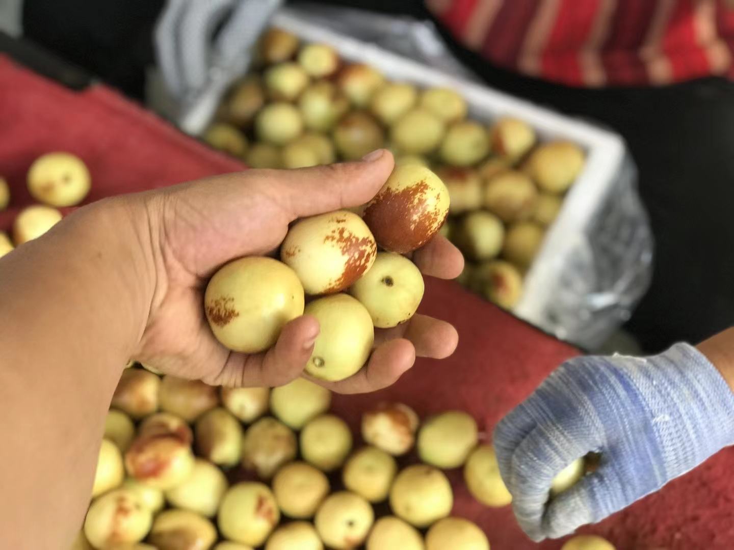 展示沾化冬枣、金丝小枣、临猗梨枣三种鲜枣品种的外观对比图 鲜枣品种展示图