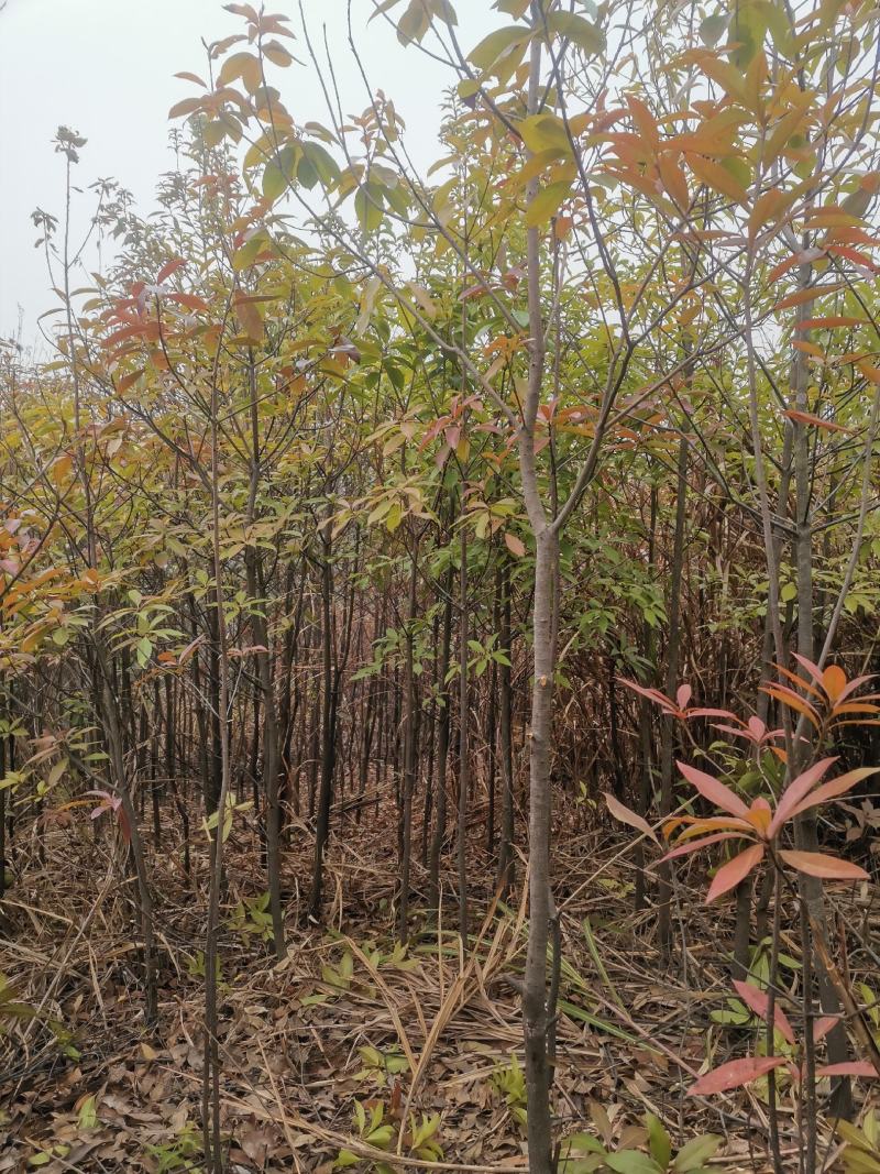 杜英3—15公分成活率低量大从优欢迎来电咨询