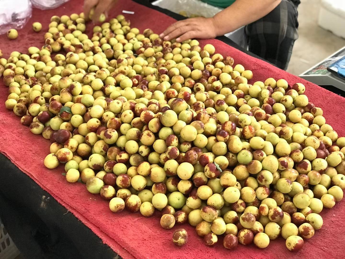 费县脆枣地理标志授权企业授牌仪式现场：费县人民政府向12家龙头企业颁发地理标志使用证书，背景为“费县脆枣”国家地理标志图案及蒙山云海