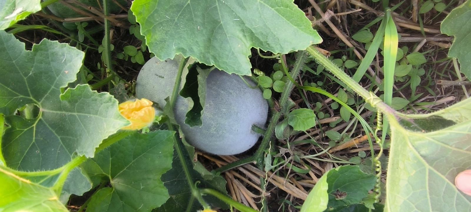 冬瓜花盛开在藤蔓上