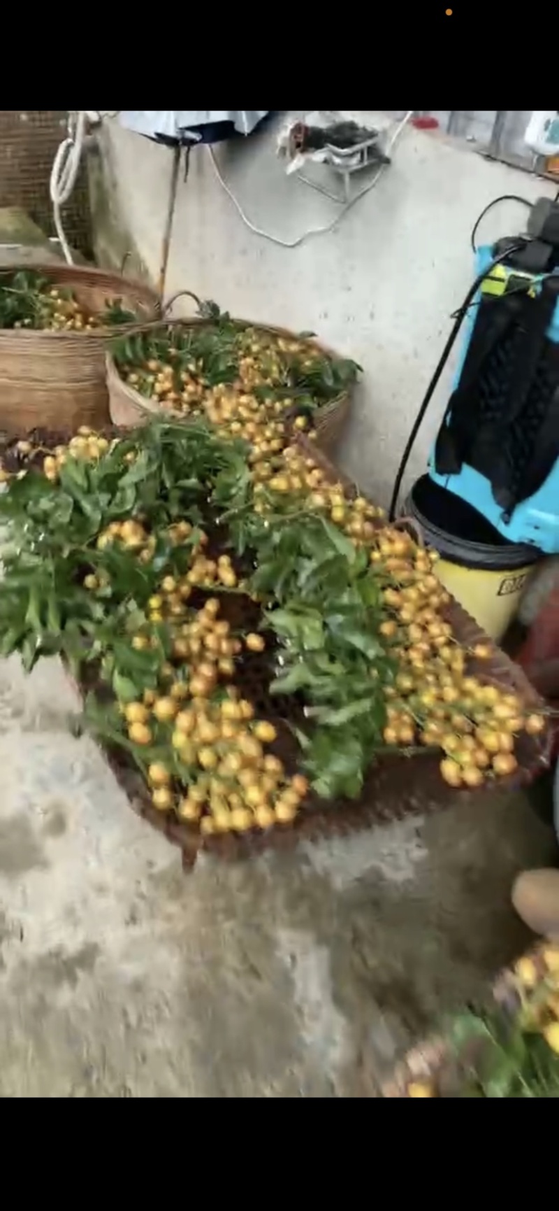 黄皮黑金刚