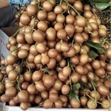 黄皮黑金刚