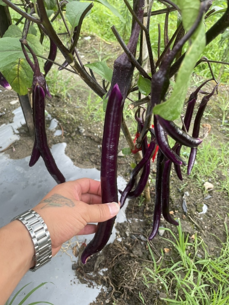 精品线茄，高山蔬菜紫线茄
