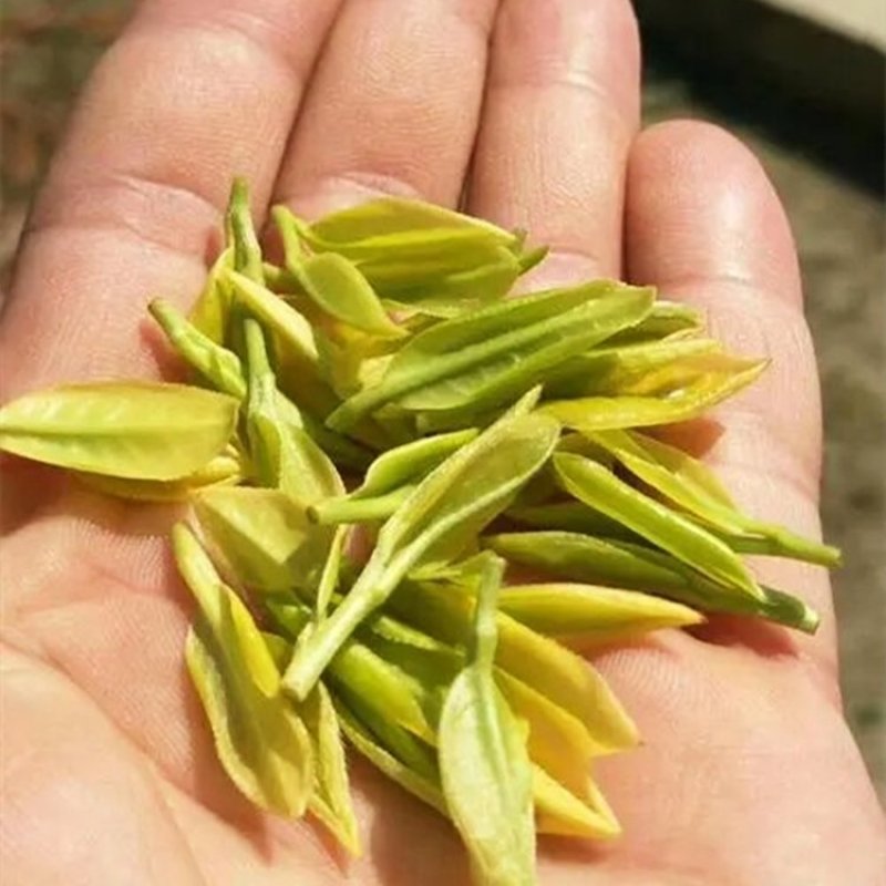 批量提供乌龙茶原味浓香茶醇厚奶茶原料黄金龙茶叶散茶