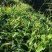 批量提供乌龙茶原味浓香茶醇厚奶茶原料黄金龙茶叶散茶