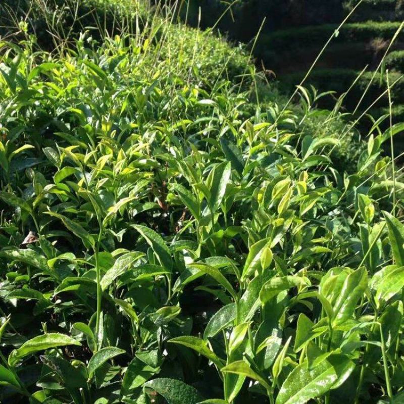 批量提供乌龙茶原味浓香茶醇厚奶茶原料黄金龙茶叶散茶