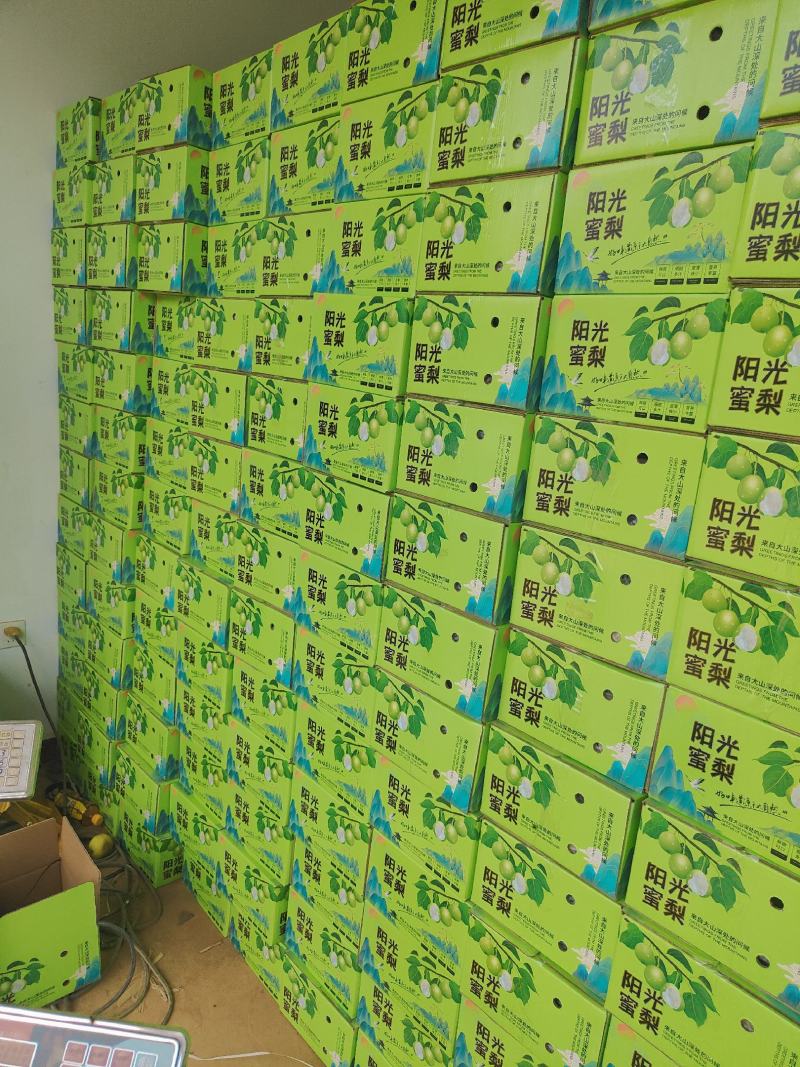 米易丁香梨