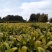 茶叶厂批量供应桂圆香蜜香红茶奶茶饮品茶底原料碎茶散装
