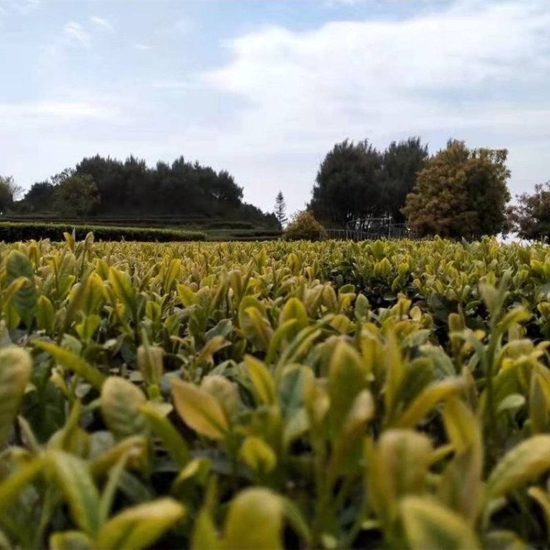 茶叶厂批量供应桂圆香蜜香红茶奶茶饮品茶底原料碎茶散装