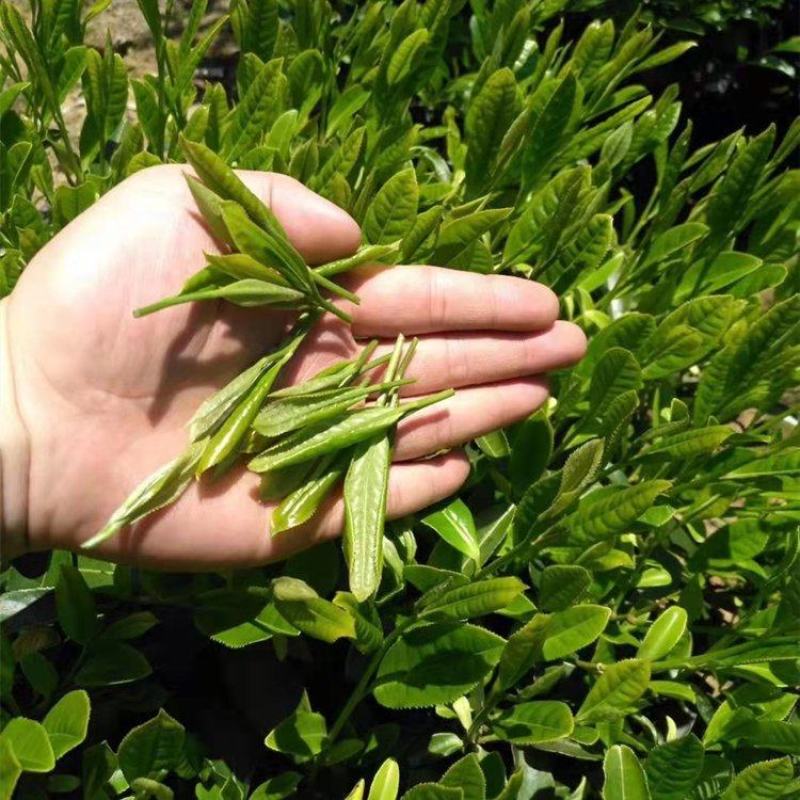 供应贸易商高山茶叶东方美人茶虫茶礼盒白毫乌龙茶花香批发