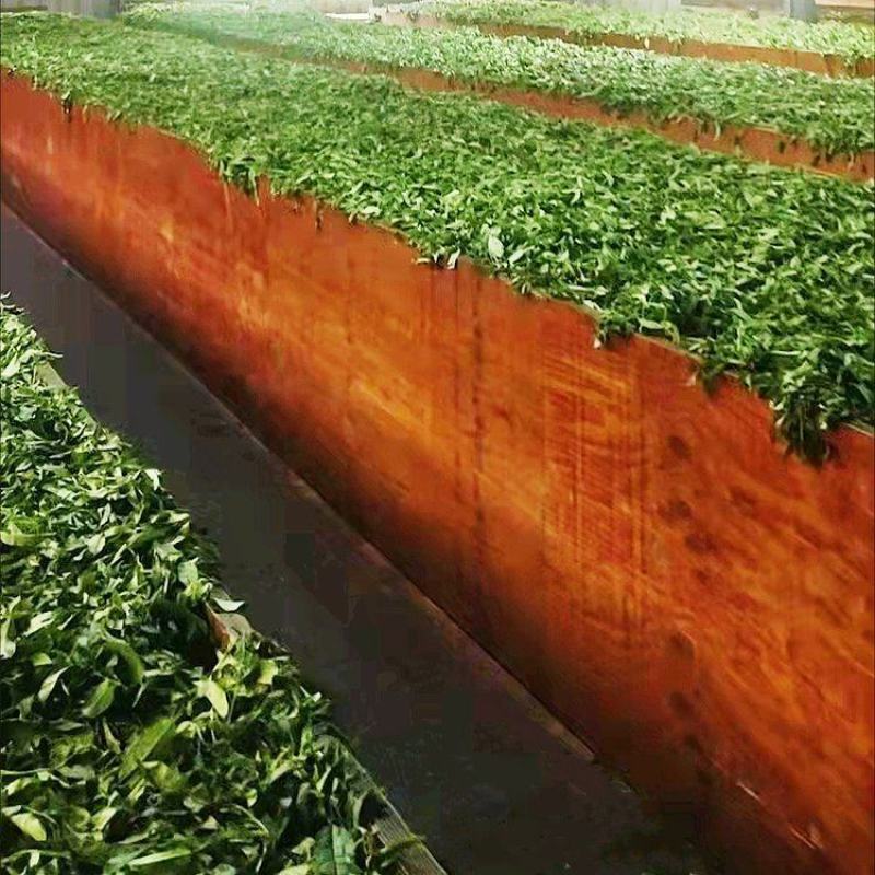 经典红茶金骏眉茶叶蜜香奶茶专用散茶过节送礼浓香型茶香罐装