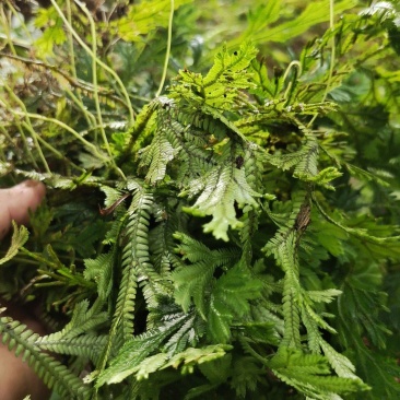 石上柏，深绿卷柏，龙鳞草