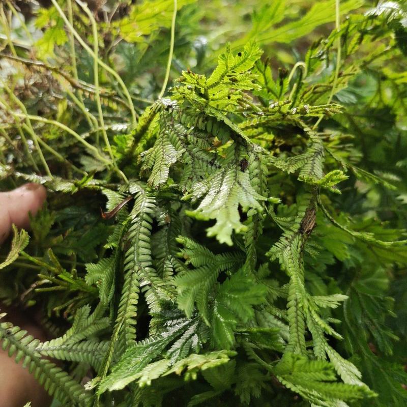 石上柏，深绿卷柏，龙鳞草