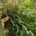 石上柏，深绿卷柏，龙鳞草