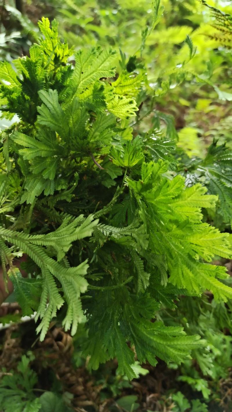 石上柏，深绿卷柏，龙鳞草