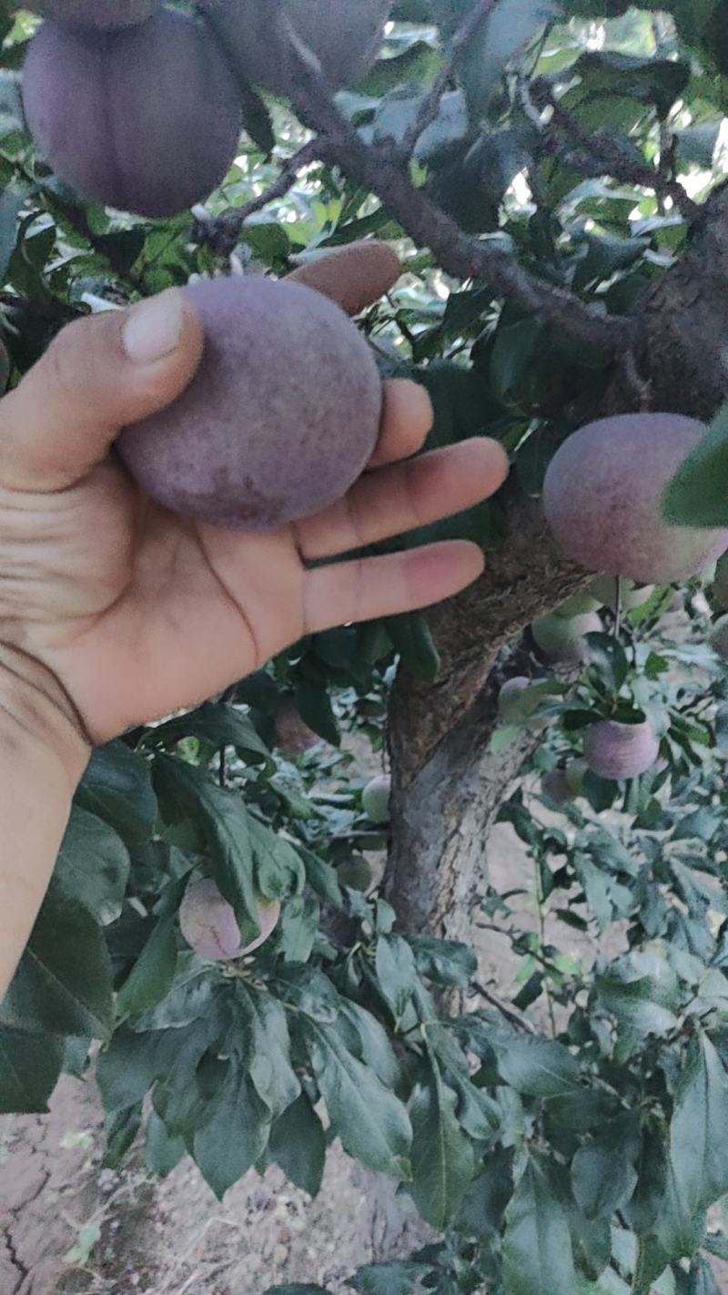 黑总统