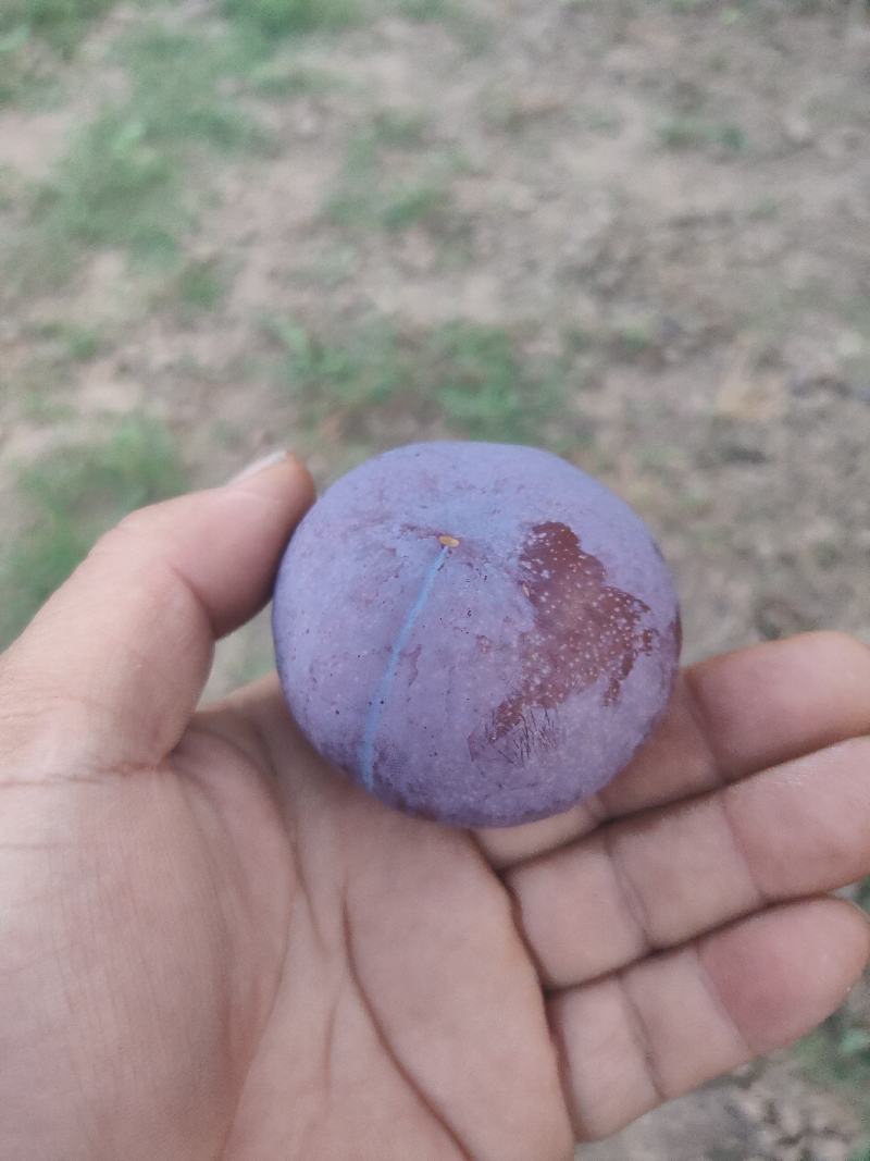 黑总统