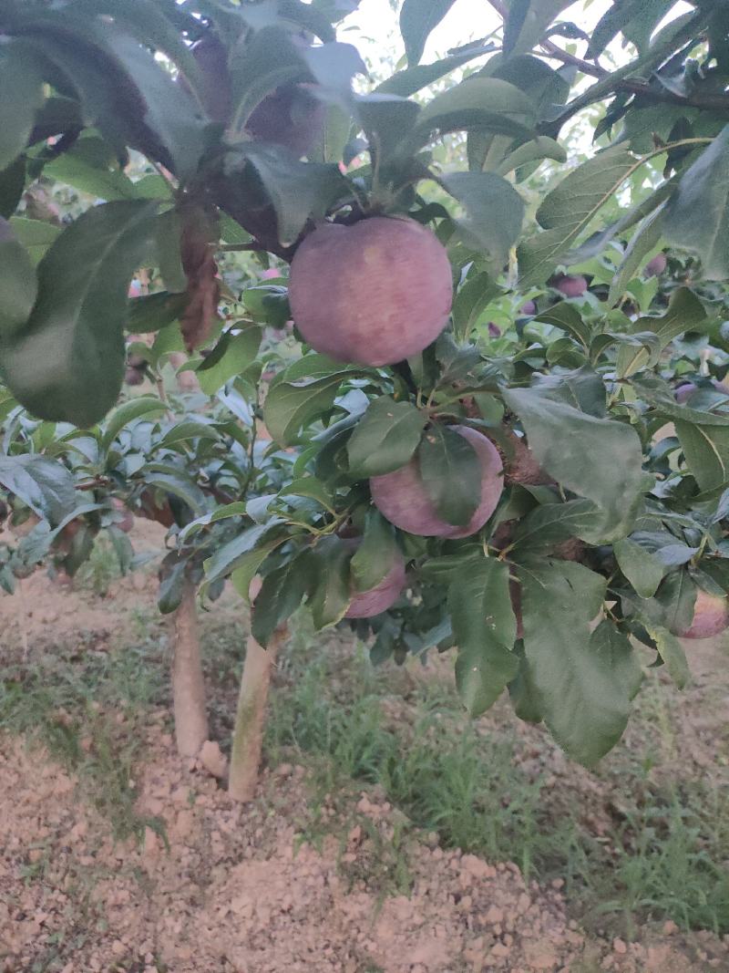 黑总统