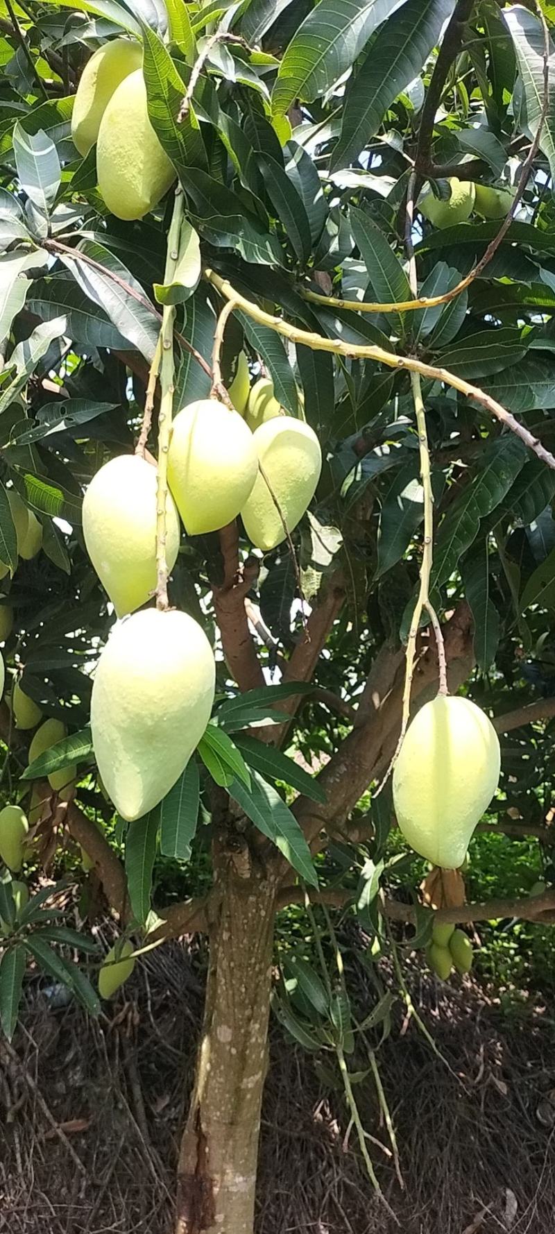 云南鹰嘴芒