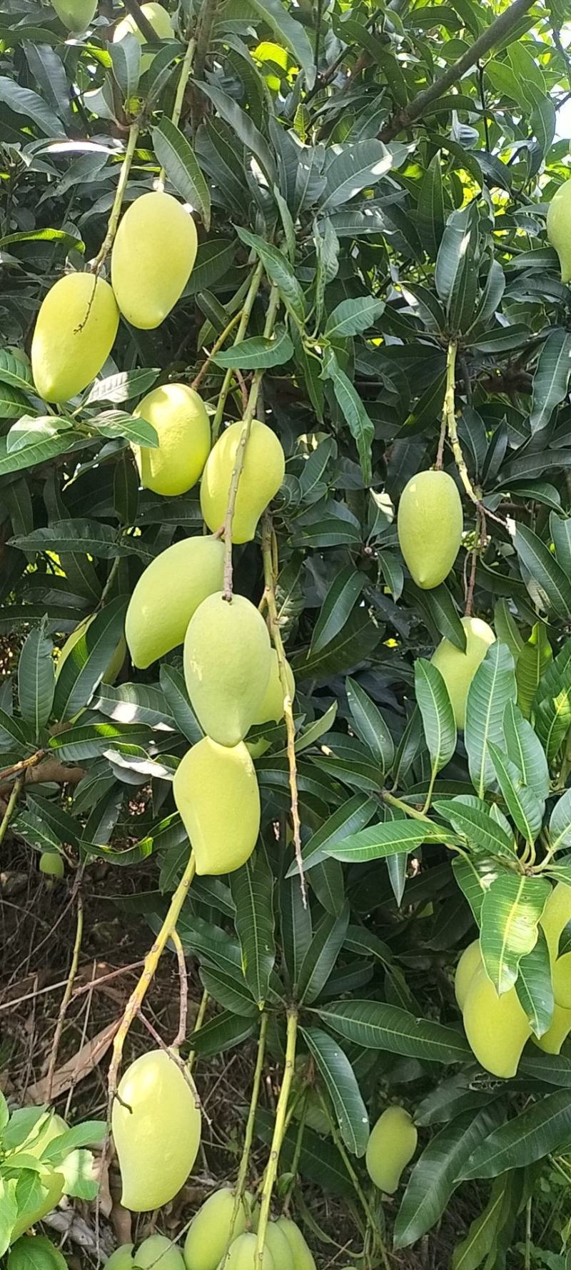 云南鹰嘴芒