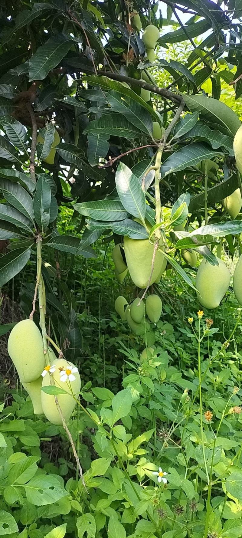 云南鹰嘴芒