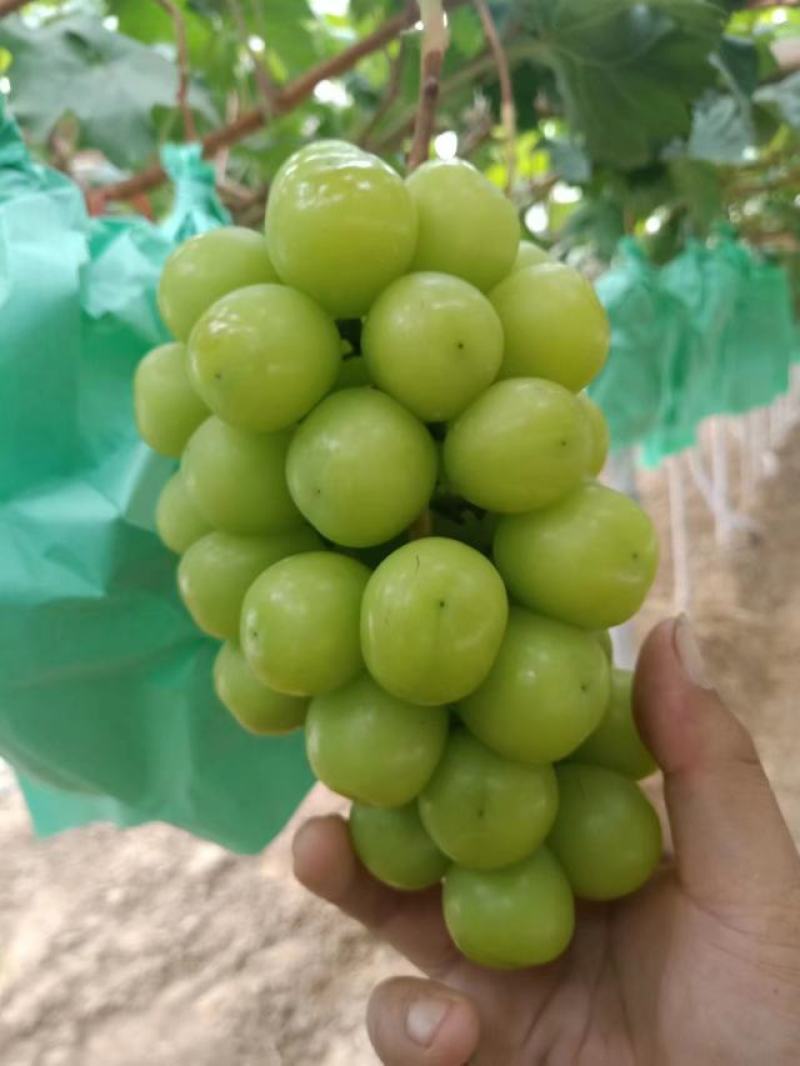 【阳光玫瑰】精品葡萄基地直发可对接电商市场商超量大优惠