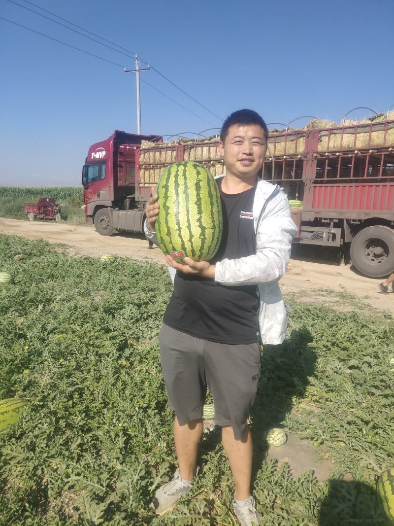 宁夏石头瓜，石缝瓜，硒砂瓜，双红金城，康乐六号一手货源