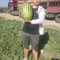 宁夏石头瓜，石缝瓜，硒砂瓜，双红金城，康乐六号一手货源