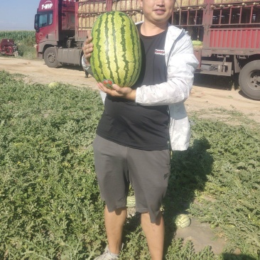 宁夏石头瓜，石缝瓜，硒砂瓜，双红金城，康乐六号一手货源