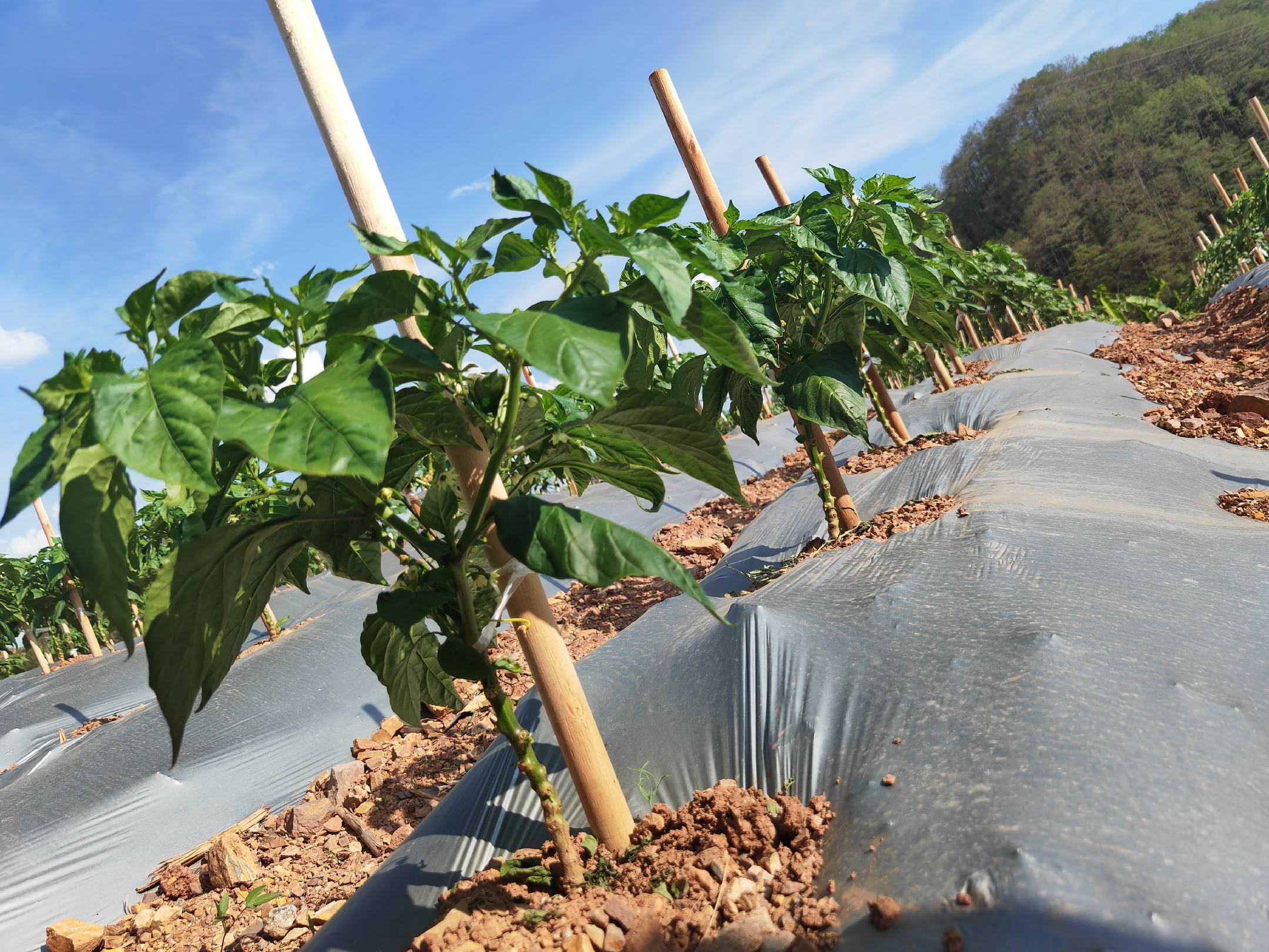 干辣椒田间银灰地膜覆盖种植实景