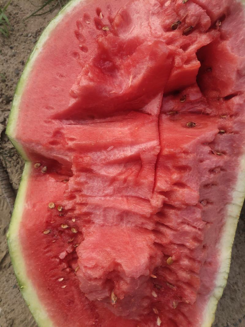 宁夏石头瓜，石缝瓜，硒砂瓜，双红金城，康乐六号一手货源
