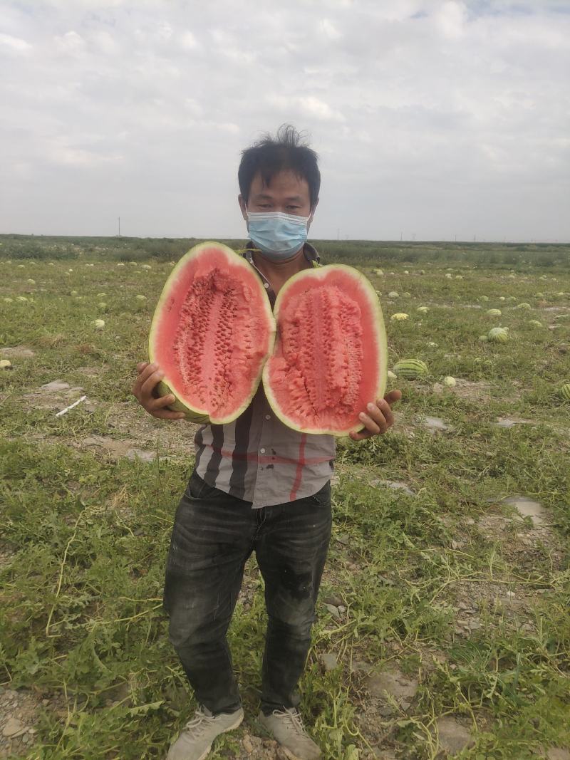 宁夏石头瓜，石缝瓜，硒砂瓜，双红金城，康乐六号一手货源