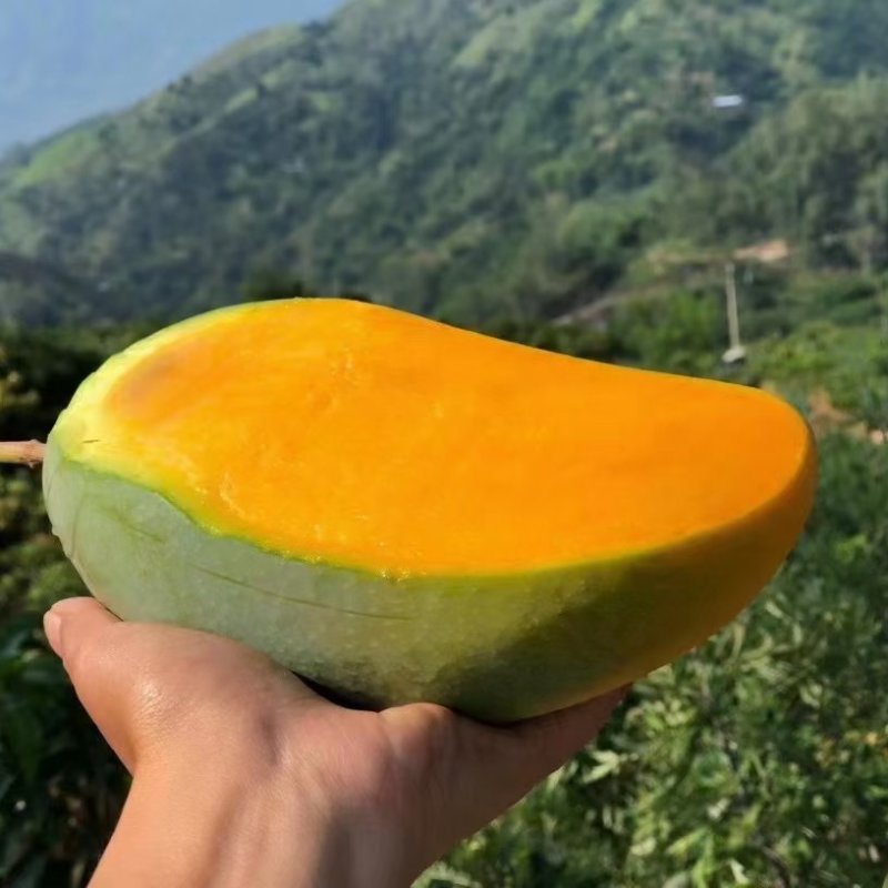 攀枝花金皇芒果